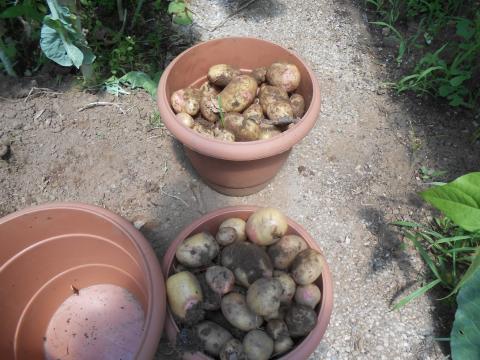 As nossas batatas!!